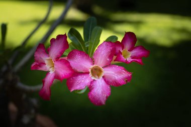 Adenyum obesum dalı. Çiçekli pembe çöl gülü. Japon frangipani. Çiçekler açar. Güzel çiçek arkaplanı. Kapatın. Seçici odaklanma. Bali, Endonezya
