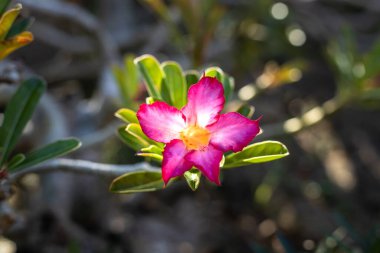 Adenyum obesum dalı. Çiçekli pembe çöl gülü. Japon frangipani. Çiçekler açar. Güzel çiçek arkaplanı. Kapatın. Seçici odaklanma. Bali, Endonezya