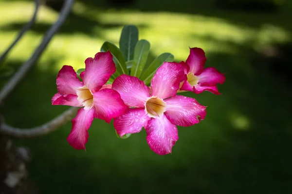 Adenium Obesumの支店 ピンクの砂漠が開花した 日本のフランジパニ 花が咲く 美しい花の背景 閉めろ 選択的フォーカス インドネシアのバリ — ストック写真