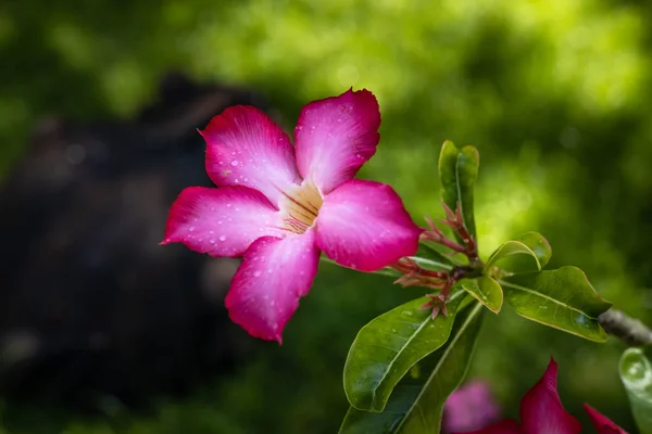 Adenium Obesumの支店 ピンクの砂漠が開花した 日本のフランジパニ 花が咲く 美しい花の背景 閉めろ 選択的フォーカス インドネシアのバリ — ストック写真