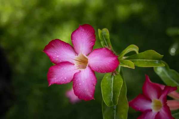 Adenium Obesumの支店 ピンクの砂漠が開花した 日本のフランジパニ 花が咲く 美しい花の背景 閉めろ 選択的フォーカス インドネシアのバリ — ストック写真