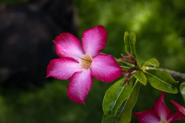 Adenium Obesumの支店 ピンクの砂漠が開花した 日本のフランジパニ 花が咲く 美しい花の背景 閉めろ 選択的フォーカス インドネシアのバリ — ストック写真