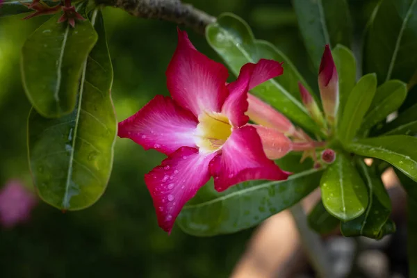 Adenium Obesumの支店 ピンクの砂漠が開花した 日本のフランジパニ 花が咲く 美しい花の背景 閉めろ 選択的フォーカス インドネシアのバリ — ストック写真