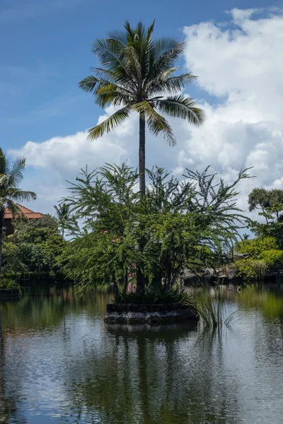 stock image Palm tree in the middle of the pond. Beautiful tropical landscape. Water reflection. Natural background. Blue sky with white clouds. Vertical layout. Bali, Indonesia