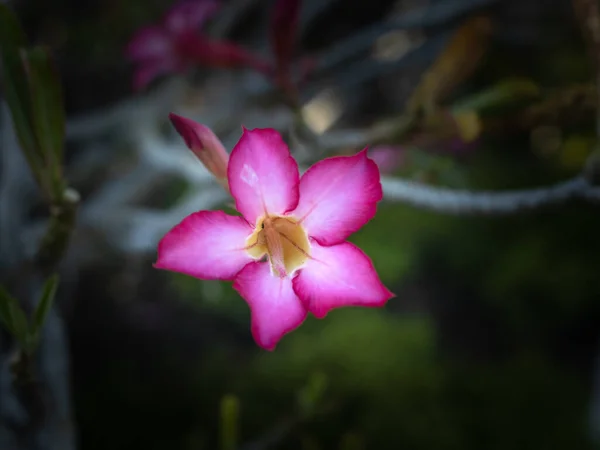 Branch Adenium Obesum Blooming Pink Desert Rose Japanese Frangipani Flowers — Stock Photo, Image