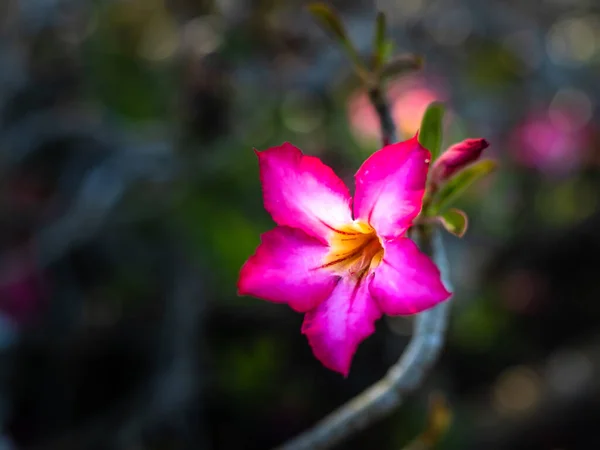 Branch Adenium Obesum Blooming Pink Desert Rose Japanese Frangipani Flowers — Stock Photo, Image