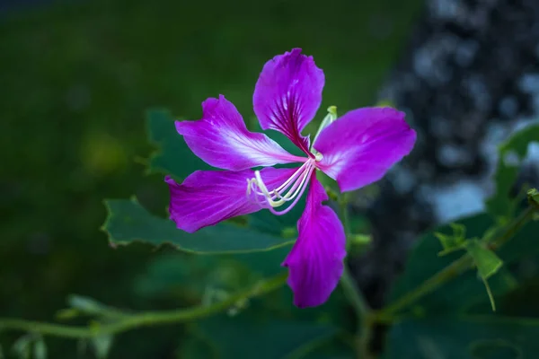 Gros Plan Belle Fleur Tropicale Dans Jardin Fleurs Pourpres Fleurissent — Photo