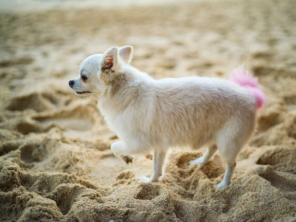 Portret Małego Białego Psa Chihuahua Różowym Ogonem Piaszczystej Plaży Słodkie — Zdjęcie stockowe