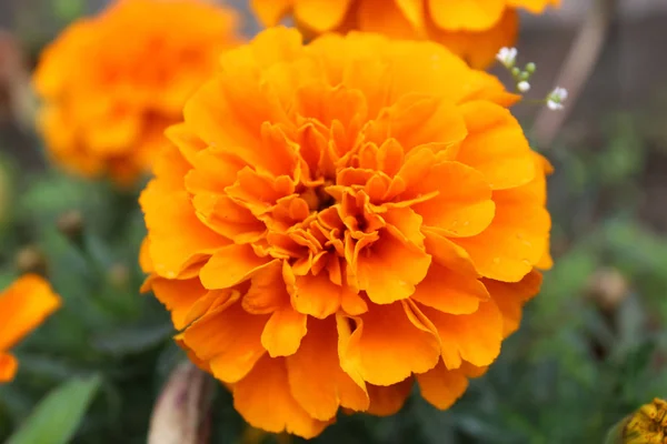 Ένα Όμορφο Λουλούδι Στον Ήλιο — Φωτογραφία Αρχείου