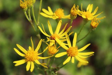 kır çiçekleri doğası gereği en güzel