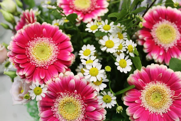 vermek güzel papatyalar mütevazı çiçekler