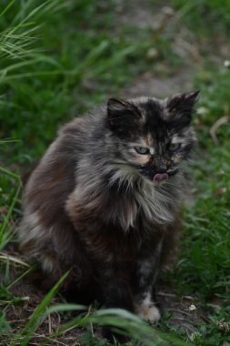   Yaz bahçesinde bir kedi.  ,  .   .    .       .