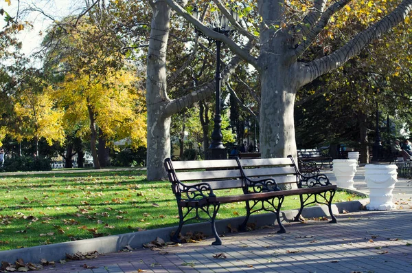 Sonbahar parkında bankta. Çimlerin üzerinde ağaçlar ve çimenler. Düşen yapraklar.