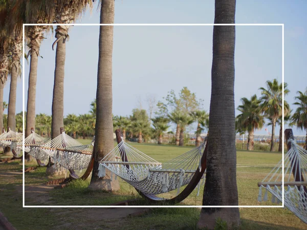 Beautiful postcard from the sea. Background of palm trees, blue sky, hammocks and green lawn