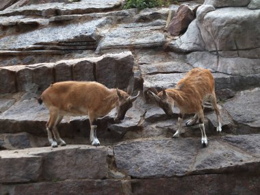 Boynuzları ile iki dağ keçisi popo başları. Hayvanat Bahçesi genç dağ keçileri.