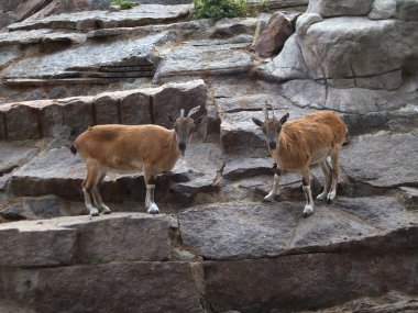 Boynuzları ile iki dağ keçisi popo başları. Moskova Hayvanat Bahçesi genç dağ keçileri.