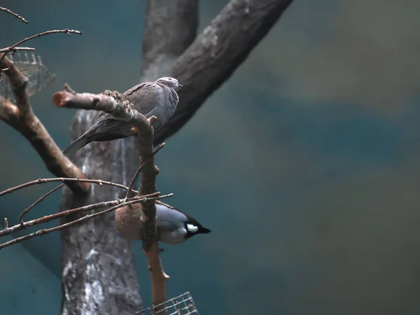 two exotic grey birds on a beautiful background