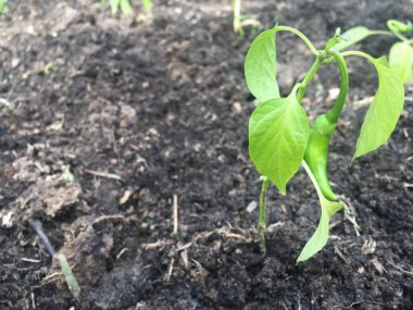 Bahçede acı biber var.