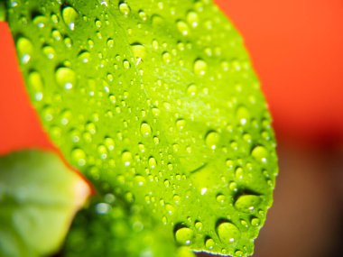 Bir narenciye yaprağına su damlası. makrofotograflar