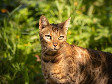 Bengal kedisi pozu. Bengali cinsinin güzel kedisi. Genç evcil kedi. Sergi hayvanı.