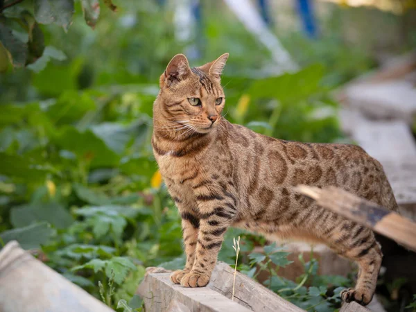 Bengal kedisi pozu. Bengali cinsinin güzel kedisi. Genç evcil kedi. Sergi hayvanı.