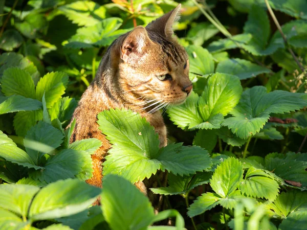 Gato Bengala Posando Hermoso Gato Raza Bengalí Joven Gato Doméstico — Foto de Stock