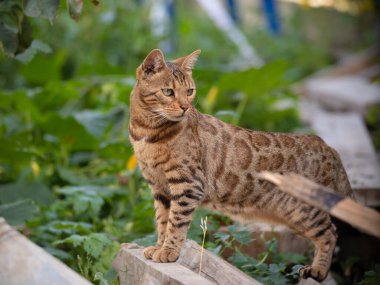Bengal kedisi pozu. Bengali cinsinin güzel kedisi. Genç evcil kedi. Sergi hayvanı.