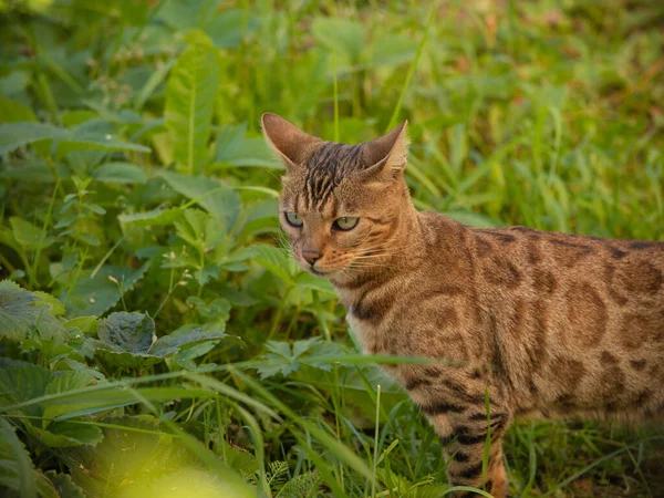 고양이 벵골인 품종의 아름다운 고양이입니다 고양이 과시하는 — 스톡 사진