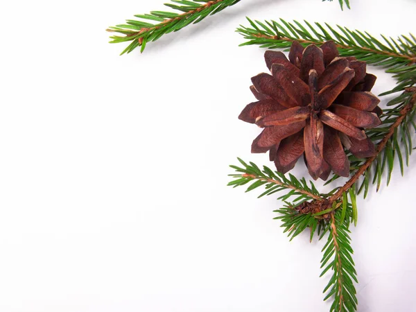 Κλαδί Και Κώνος Του Χριστουγεννιάτικου Δέντρου Απομονώνονται Λευκό Φόντο Θέμα — Φωτογραφία Αρχείου