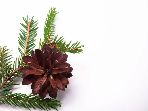 Větev Kužel Vánočního Stromku Izolován Bílém Pozadí Motiv Nového Roku — Stock fotografie