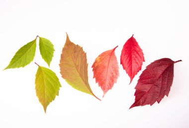 Sonbahar üzüm yapraklarının fotoğrafları. Sonbahar yapraklarındaki renk farkı yeşilden kırmızıya