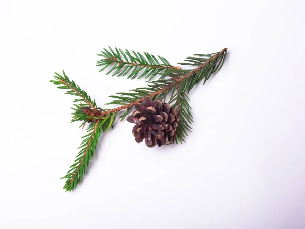 Rama Cono Del Árbol Navidad Están Aislados Sobre Fondo Blanco — Foto de Stock