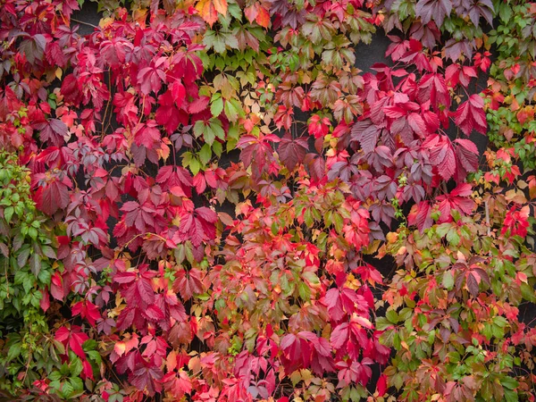 가을에 나옵니다 녹색에서 빨간색으로의 — 스톡 사진