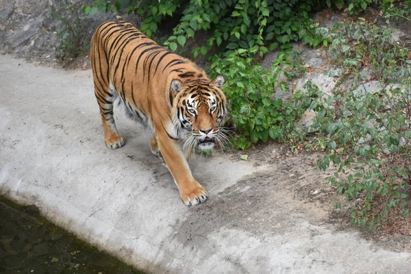 Le tigre repose imposant sur l'herbe d'émeraude et repose, beau puissant grand tigre chat Amour tigre sur le fond de l'herbe verte d'été et des pierres. — Photo