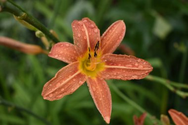 çayır alanında yeşil yaprakları ile doğada çiçek açan vahşi rastgele çiçekler - vintage retro film bakmak