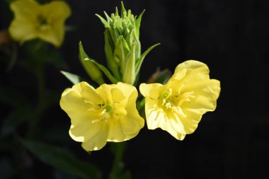 çayır alanında yeşil yaprakları ile doğada çiçek açan vahşi rastgele çiçekler - vintage retro film bakmak