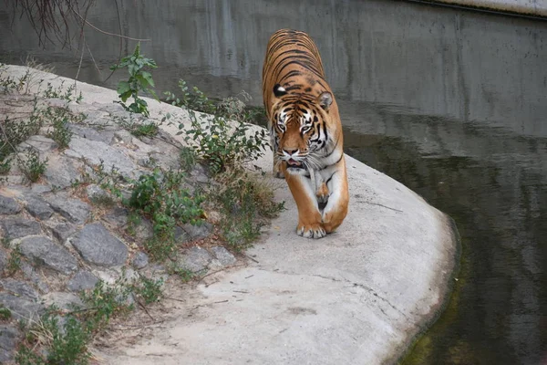 Тигр навязчиво лежит на изумрудной траве и отдыхает, красивый мощный большой тигр кот Амурский тигр на фоне летней зеленой травы и камней. — стоковое фото
