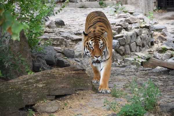 the tiger imposingly lies on emerald grass and rests, Beautiful powerful big tiger cat Amur tiger on the background of summer green grass and stones.