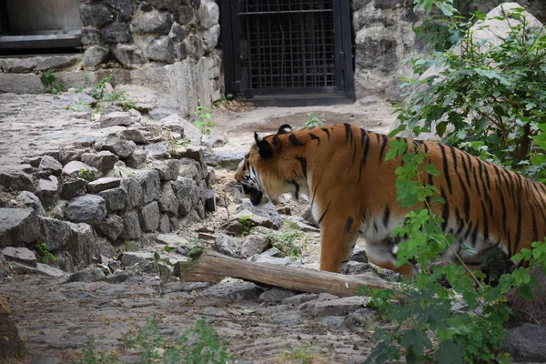 the tiger imposingly lies on emerald grass and rests, Beautiful powerful big tiger cat Amur tiger on the background of summer green grass and stones.