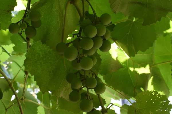 Green young wine grapes in the vineyard. Beginning of summer close up grapes growing on vines in a vineyard.