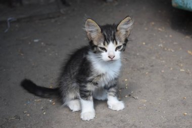 Yaz aylarında Yeşil Çim Komik Kedi