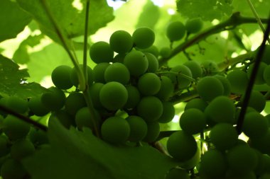 Üzüm bağında yeşil şarap üzümleri. Yazın başlangıcında üzüm bağlarında yetişen üzümler yakındır..