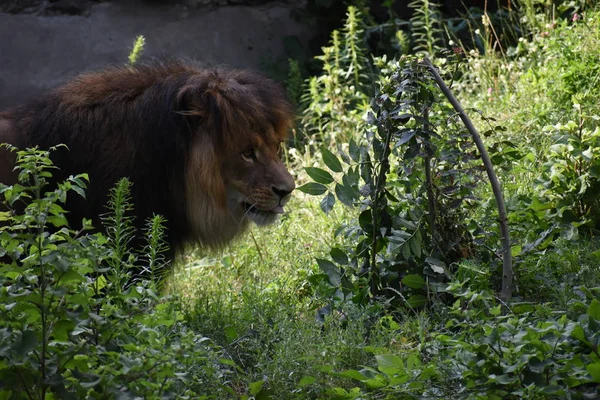 Lion mâle dormant dans l'herbe verte . — Photo