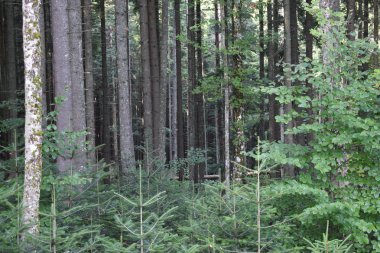 Arka planda yüksek dağlarda güzel çam ağaçları. Karpatlar