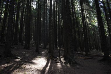 Arka planda yüksek dağlarda güzel çam ağaçları. Karpatlar