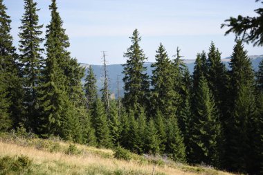 Arka planda yüksek dağlarda güzel çam ağaçları. Karpatlar