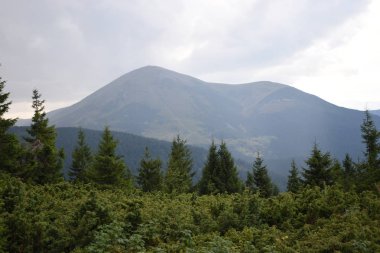 Arka planda yüksek dağlarda güzel çam ağaçları. Karpatlar