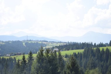 Arka planda yüksek dağlarda güzel çam ağaçları. Karpatlar