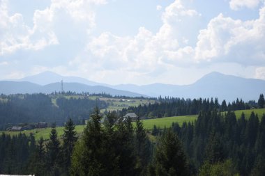 Arka planda yüksek dağlarda güzel çam ağaçları. Karpatlar
