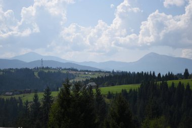 Arka planda yüksek dağlarda güzel çam ağaçları. Karpatlar